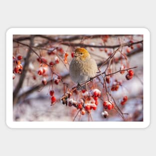 Pine Grosbeak Sticker